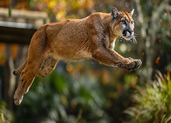 Puma, Skok, Grafika, AI