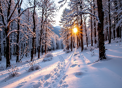 Zima, Drzewa, Ścieżka, Las, Promienie słońca, Grafika AI