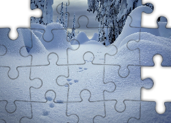 Zima, Drzewa, Ślady