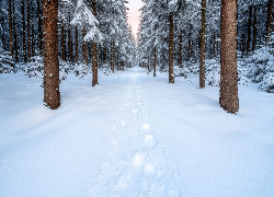 Zima, Drzewa, Las, Iglasty, Śnieg, Ślady