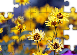 Kwiaty, Żółte, Słoneczniczki szorstkie