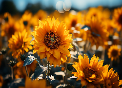 Kwiaty, Żółte, Słoneczniki, Liście