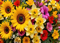 Słoneczniki ozdobne, Narcyzy żonkile, Kwiaty