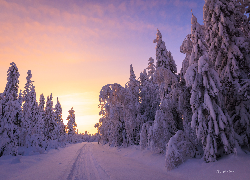 Zima, Śnieg, Droga, Ośnieżone, Drzewa, Poranek