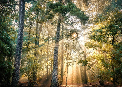 Las, Przebijające światło, Słońce, Drzewa