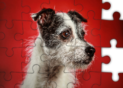 Pies, Czerwone, Tło