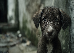 Pies, Zmoczony, Kundelek, Grafika AI