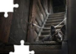 Pies, Mordka, Podest, Schody