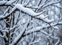 Gałęzie, Sople, Śnieg, Zima, Grafika AI