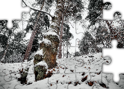 Las, Śnieg, Drzewa, Liście