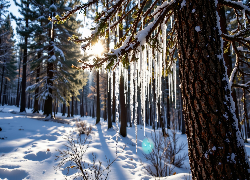 Drzewo, Gałęzie, Sople, Zima, Las, Grafika AI