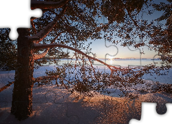 Zima, Drzewo, Sosna, Jezioro Ładoga, Promienie słońca, Karelia, Rosja