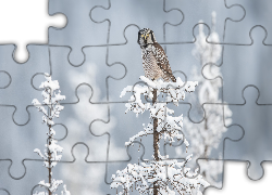 Ptak, Sowa jarzębata, Ośnieżone, Drzewko, Śnieg