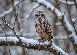 Sowa, Gałąź, Śnieg, Zima, Grafika AI