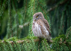 Sóweczka zwyczajna, Gałązki, Świerk, Sowa