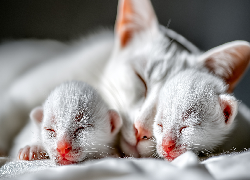 Śpiące, Białe, Koty, Dwa, Kocięta, Grafika AI