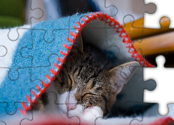 Kotek, Niebieski, Kocyk