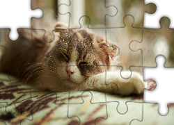 Kot, Sen, Rozmyte, Tło