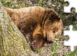Zwierzęta, Śpiący, Niedźwiedź brunatny, Drzewo, Sen