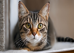 Kot, Żółte, Oczy, Zbliżenie