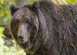 Niedźwiedź brunatny, Spojrzenie