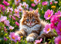Kot, Puszysty, Kwiaty, Różowe