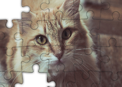 Rudy, Kot, Spojrzenie, Rozmyte Tło