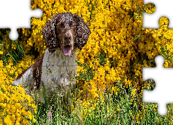 Pies, Springer spaniel angielski, Żółte, Kwiaty