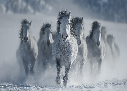 Konie, Siwki, Galop, Zima, Śnieg, Grafika AI