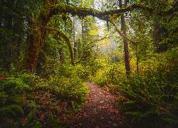 Stany Zjednoczone, Kalifornia, Park Narodowy Redwood, Omszałe, Drzewa, Ścieżka, Paprocie