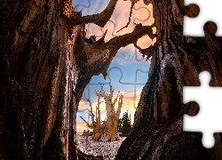 Drzewa, Sosny długowieczne, Bristlecone, Starożytny las sosnowy Bristlecone, Kalifornia, Stany Zjednoczone