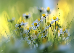 Stokrotki, Trawa, Kwiaty, Grafika AI