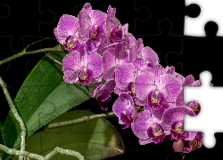 Kwiaty, Storczyki, Orchidea