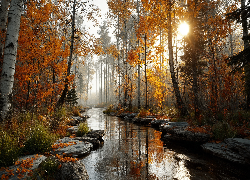 Jesień, Las, Strumień, Drzewa