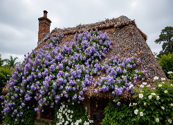 Stary, Dom, Strzecha, Fioletowe, Białe, Kwiaty, Dach, Komin