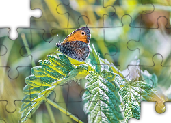 Motyl, Strzępotek ruczajnik, Roślina, Liście