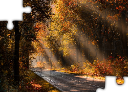 Droga, Jesień, Las, Drzewa, Przebijające światło