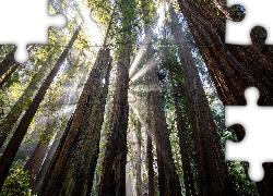 Las, Drzewa, Sekwoje, Przebijające światło, Prairie Creek Redwoods State Park, Kalifornia, Stany Zjednoczone