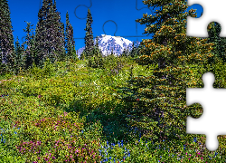 Łąka, Stratowulkan Mount Rainier, Park Narodowy Mount Rainier, Góry, Kwiaty, Trawa, Świerki, Stan Waszyngton, Stany Zjednoczone