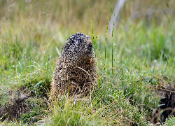 Świstak, Trawa, Zbliżenie