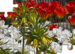 Kwiaty, Żółta, Szachownica cesarska, Tulipany