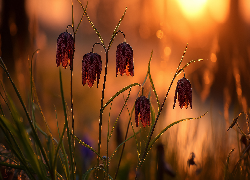 Szachownica kostkowata, Kwiaty, Grafika AI