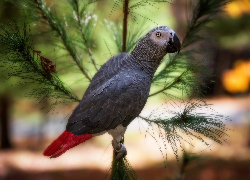 Szara, Papuga, Żako, Ptak, Gałąź