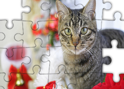 Szary, Kot, Rozmyte, Tło