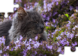 Kotek, Szary, Kwiaty, Dzwonki