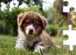 Szczeniak,  Owczarek australijski-australian shepherd