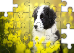 Szczeniak, Border collie, Łąka, Żółte, Kwiaty