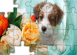Pies, Jack Russell terrier, Szczeniak, Kwiaty