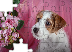 Szczeniak, Jack Russell terrier, Kwiaty