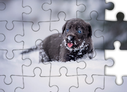 Pies, Szczeniak, Labrador retriever, Zima, Śnieg